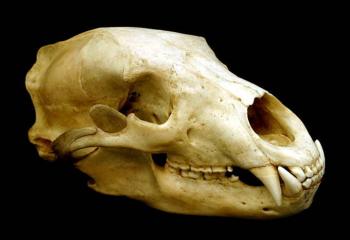 bear skull