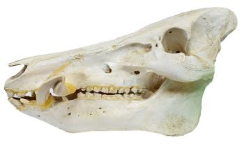 skull