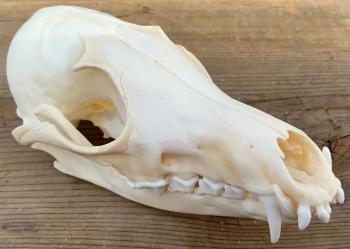 fox skull