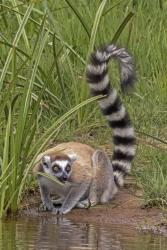 lemur