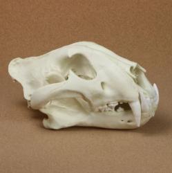 tiger skull