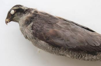 American Goshawk specimen from Academy of Natural Sciences of Drexel University