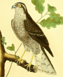 Drawing by F.-N. Martinet