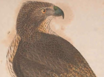 Engraving by J. G. Warnicke