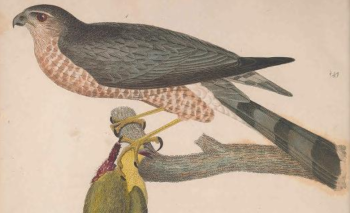 Engraving by J. G. Warnicke