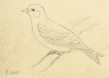 American Goldfinch
