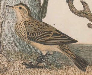 American Pipit