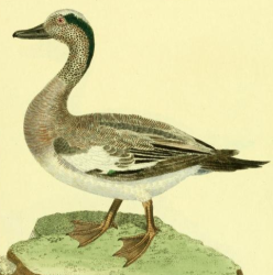 Drawn by F.-N. Martinet