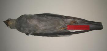 Mississippi Kite (mounted taxidermy)