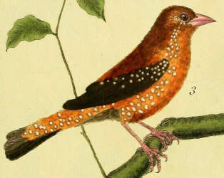 Red Avadavat