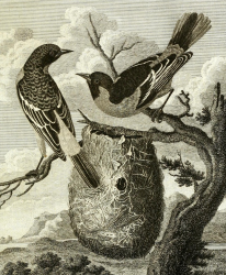 Baltimore Oriole