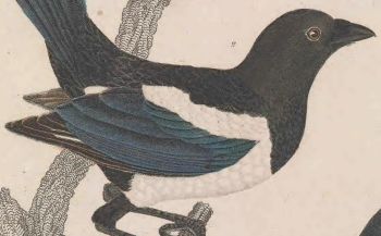 Black-billed Magpie