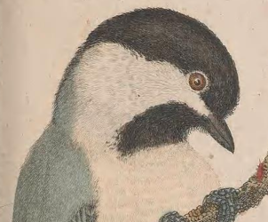 Black-capped Chickadee