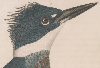Belted Kingfisher, Engraved by A. Lawson