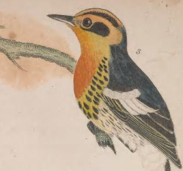 Blackburnian Warbler