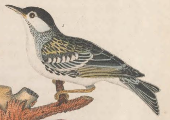 Blackpoll Warbler