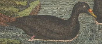 Engraved by A. Lawson