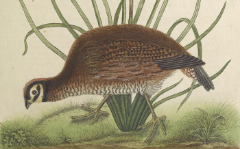 Bobwhite Quail 