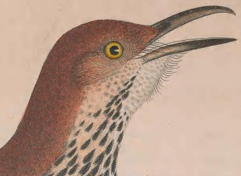 Brown Thrasher