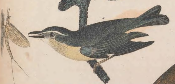 Ovenbird