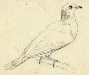 Band-tailed Pigeon