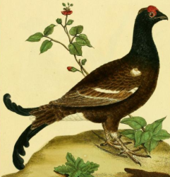 Black Grouse