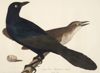 Boat Tailed Grackle