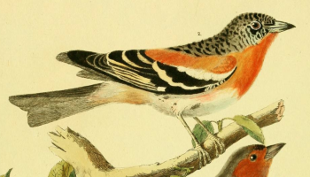 Brambling