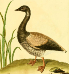 Brant Goose, Drawn by F.-N. Martinet