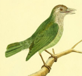 Bucco Viridis