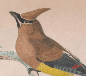 Cedar Waxwing