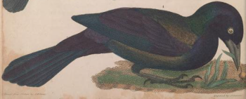 Common Grackle