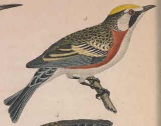 Chestnut-sided Warbler