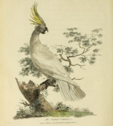 Sulphur-crested Cockatoo