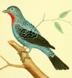 Cayana