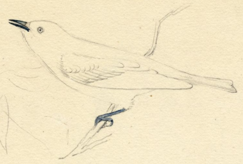 Bay-breasted Warbler