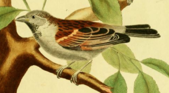 Chaffinch