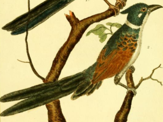 Chestnut-winged Cuckoo