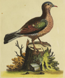 Common Emerald Dove