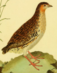 Common Quail 