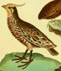 Crested Quail