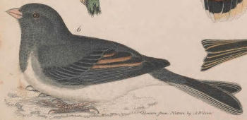 Dark-eyed Junco