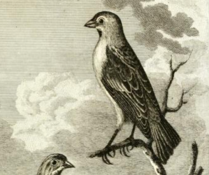 Engraved by P. Mazell