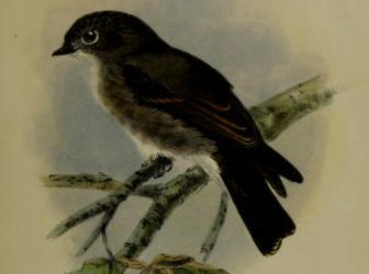 Dark-sided Flycatcher