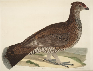 Dusky Grouse