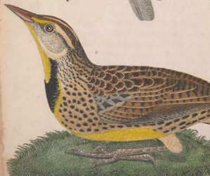Eastern Meadowlark