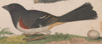 Eastern Towhee