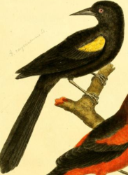 Epaulet Oriole
