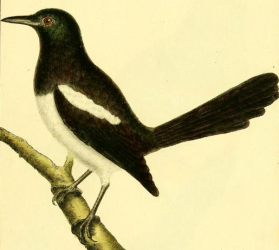 Eurasian Magpie