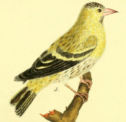 Eurasian Siskin